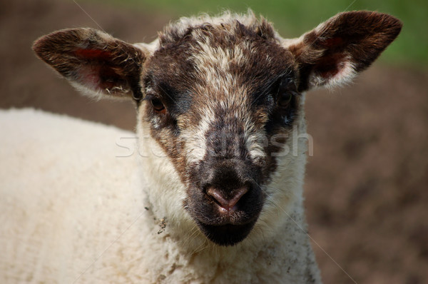 Lamb's face with black ears and nose Stock photo © sarahdoow