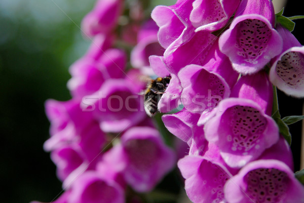 Bumble bee pollinating foxglove blooms Stock photo © sarahdoow