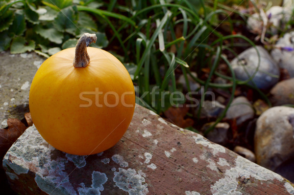Small orange gourd on weathered brick wall Stock photo © sarahdoow