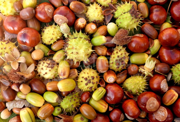 Colourful autumnal conkers, acorns, beechnuts and cobnuts Stock photo © sarahdoow