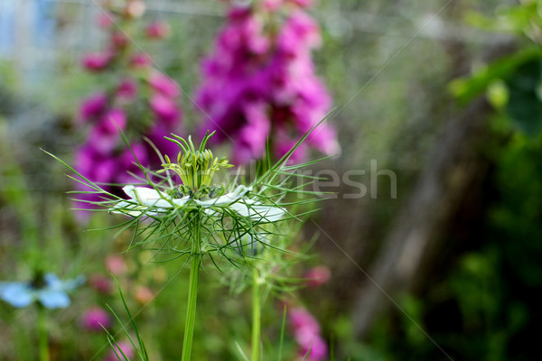 Delicate nigella flower against background of pink foxglove Stock photo © sarahdoow