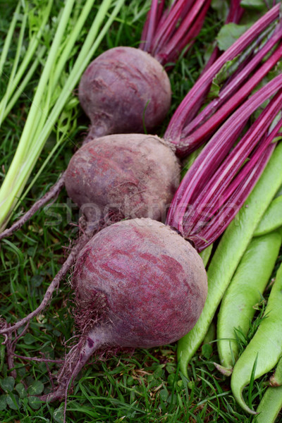 Stockfoto: Drie · paars · bieten · vers · ander · groenten