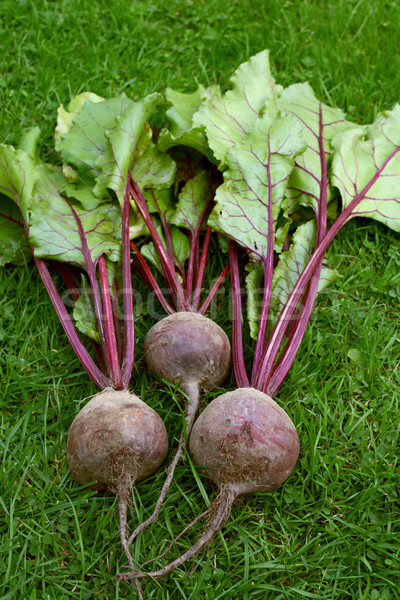 Three red beetroot with purple stalks and green leaves Stock photo © sarahdoow