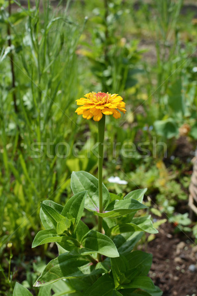 Foto stock: Planta · flor · amarela · luxuriante · canteiro · de · flores · flor · natureza