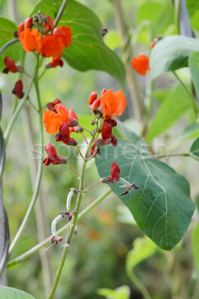 Growth on a runner bean vine Stock photo © sarahdoow