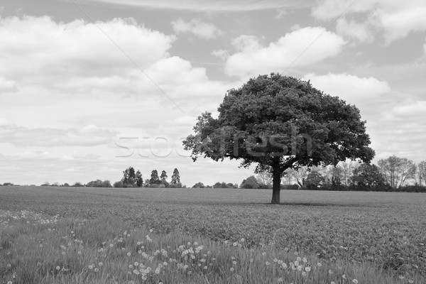 Egyedüli tölgyfa mező buja farm tavasz Stock fotó © sarahdoow