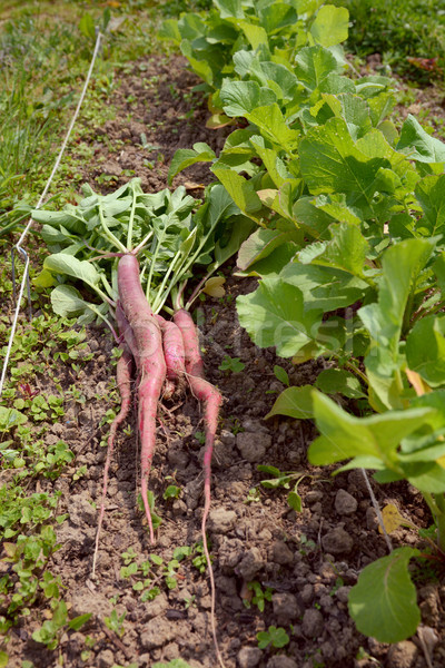 Stock photo: Newly harvested long radishes on the ground