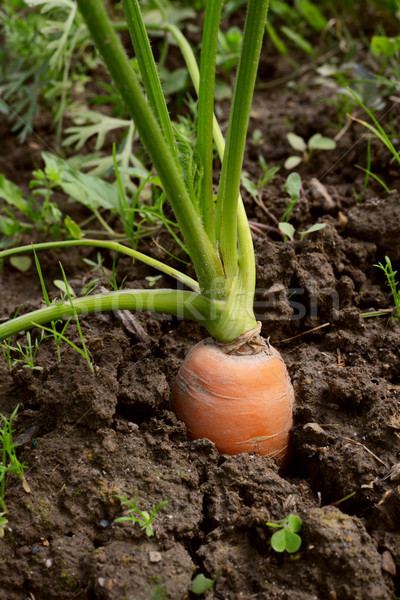 Orange carrot top in soil Stock photo © sarahdoow