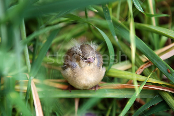 Fledgling chaffinch alone in tall grass Stock photo © sarahdoow