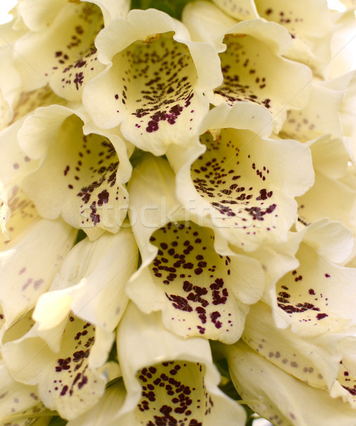 Stock photo: Cream foxglove flowers with burgundy spots