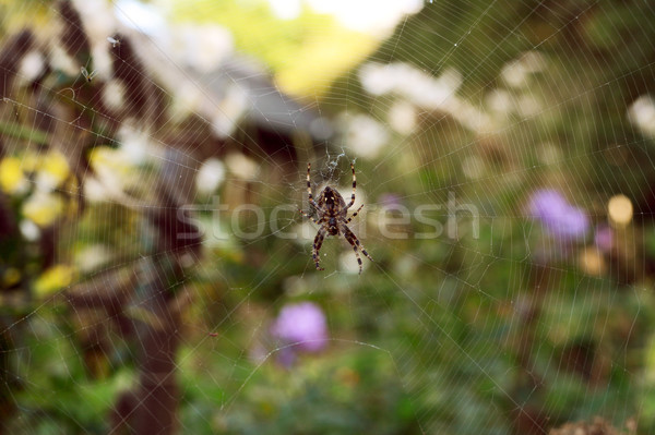 European garden spider sits on a tangled web Stock photo © sarahdoow