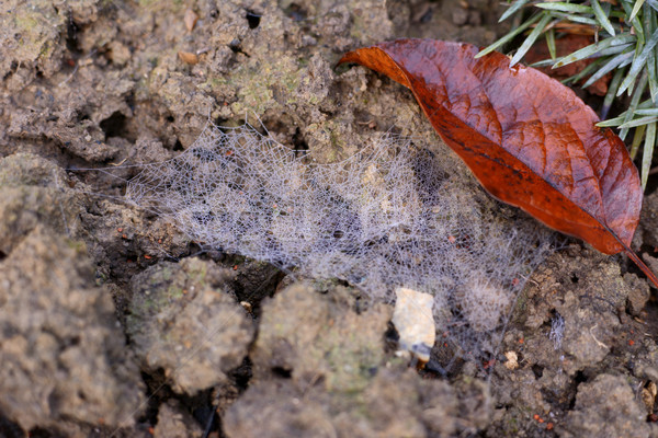 Toile d'araignée lit de fleurs terre web hiver Photo stock © sarahdoow