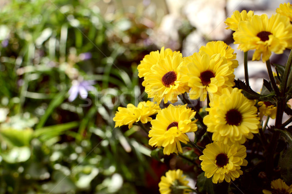 Pequeno amarelo crisântemo flores foco jardim Foto stock © sarahdoow