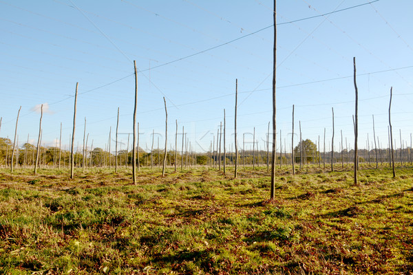 Autumn view of an empty hop garden after harvest Stock photo © sarahdoow