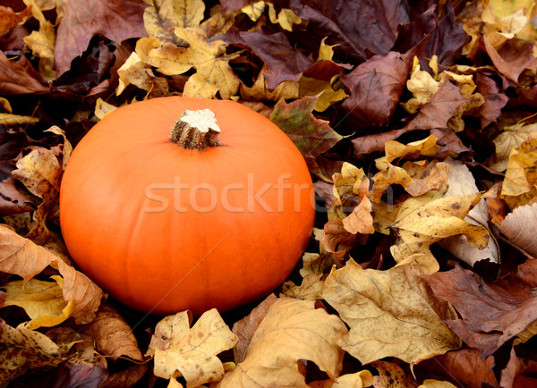 Stock photo: Ripe orange pumpkin among dry autumn leaves