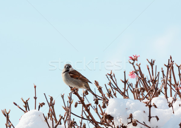 Male house sparrow perches on verbascum bush in snow Stock photo © sarahdoow