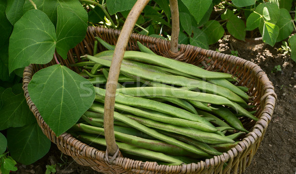 Stock photo: Woven basket filled with freshly picked runner beans