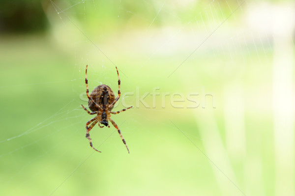 Orb weaver spider on its cobweb  Stock photo © sarahdoow