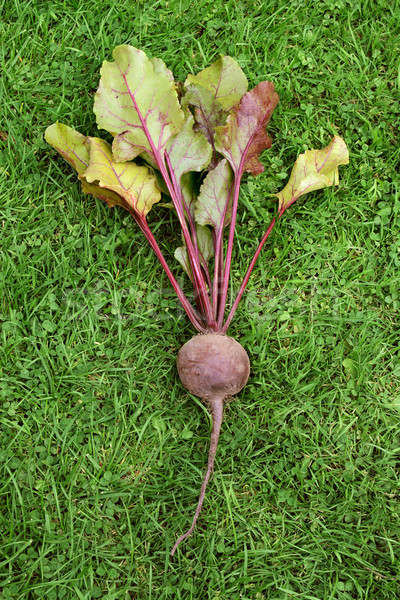 One freshly picked red beetroot  Stock photo © sarahdoow