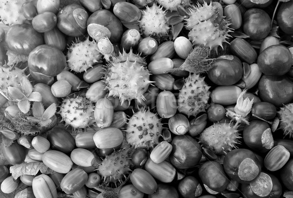 Autumnal conkers, acorns, beechnuts and cobnuts Stock photo © sarahdoow