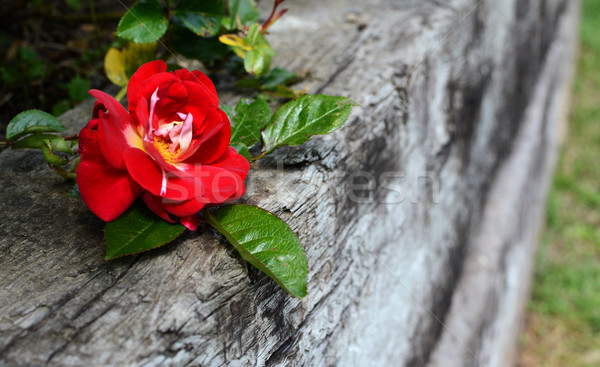 Foto stock: Rosa · vermelha · resistiu · madeira · profundo · florescer