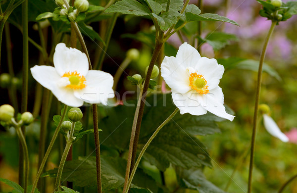 White Japanese anemone flowers Stock photo © sarahdoow