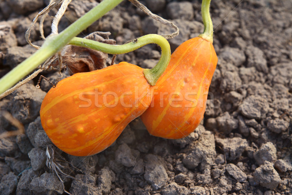Stock photo: Two orange and yellow ornamental gourds