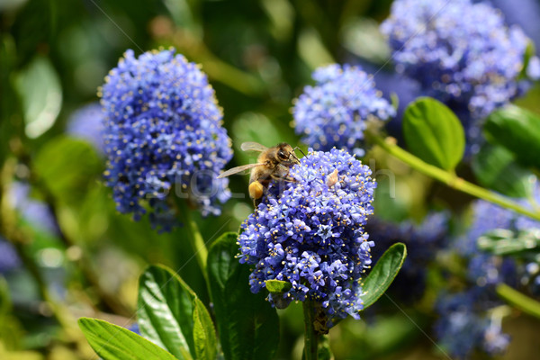 商業照片: 蜜蜂 · 花粉 · 宏 · 藍色 · 花