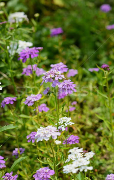 [[stock_photo]]: Mauve · fleurs · joli · multiple · jardin · lit · de · fleurs