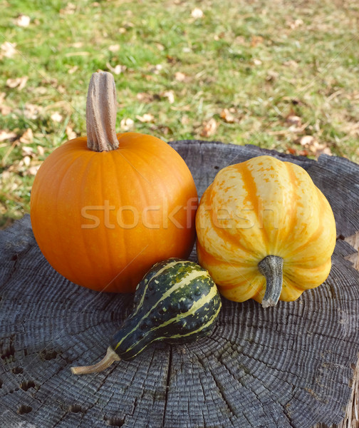 Pumpkin, squash and ornamental gourd on a tree stump Stock photo © sarahdoow