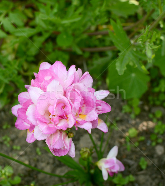 Pretty pink freesia growing in a flower bed Stock photo © sarahdoow