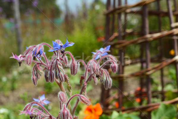 Stock foto: Blumen · ziemlich · Beet · selektiven · Fokus · Zuckerrohr · Blume