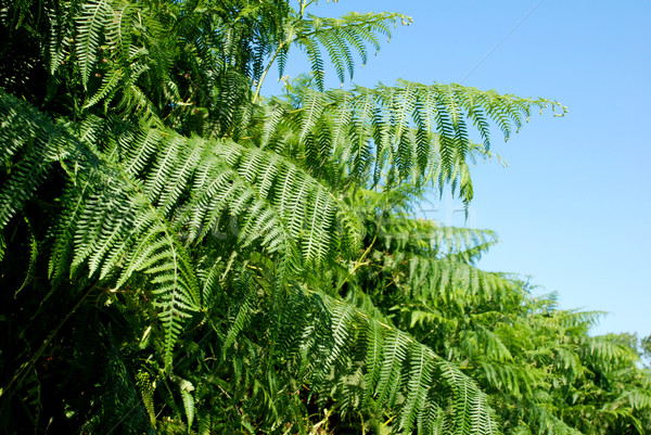 Stok fotoğraf: Bereketli · yeşil · İngilizce · doğa · mavi · bitki