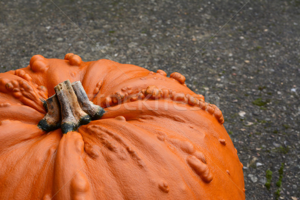 Warty, large orange Thanksgiving pumpkin  Stock photo © sarahdoow