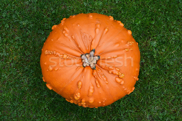 Large, warty orange pumpkin on green grass Stock photo © sarahdoow
