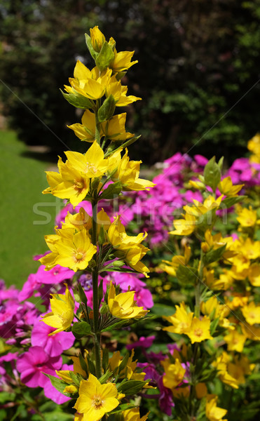 Yellow loosestrife grows against a colourful floweres Stock photo © sarahdoow