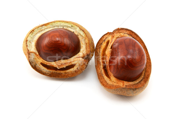 Shiny brown conkers in smooth cases  Stock photo © sarahdoow