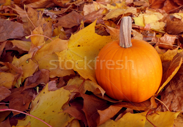 Pumpkin among autumnal sycamore leaves Stock photo © sarahdoow