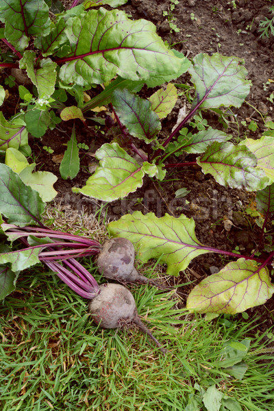 Two freshly harvested beets in an allotment Stock photo © sarahdoow