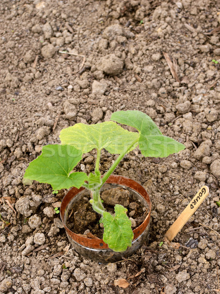 Young ornamental gourd plant grows in a vegetable bed Stock photo © sarahdoow