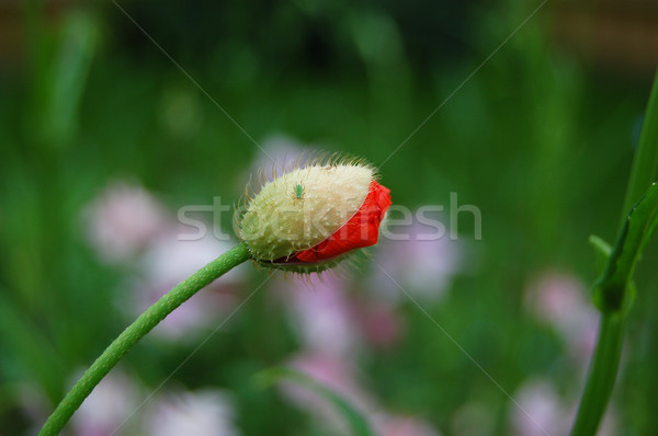 Foto stock: Papoula · flor · broto · natureza · vermelho · prado