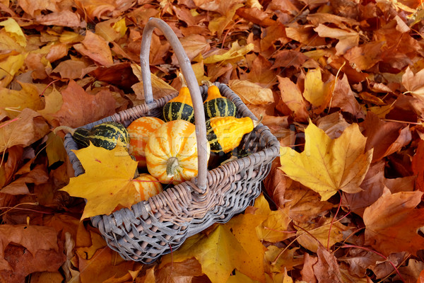Fall basket of ornamental pumpkins with yellow leaf  Stock photo © sarahdoow