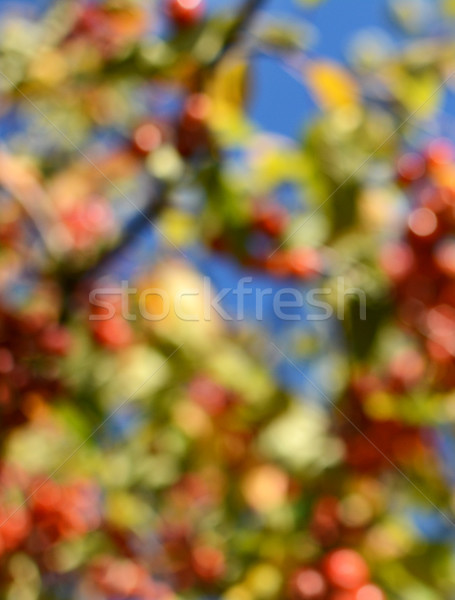 Abstract bokeh background of colourful crab apple tree  Stock photo © sarahdoow