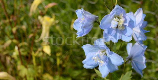 Açık mavi çiçekler yaprakları yaz Stok fotoğraf © sarahdoow