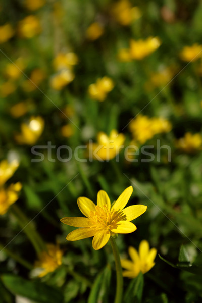 Bright celandine flower against background of yellow blooms Stock photo © sarahdoow