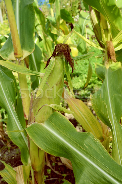 Mature sweetcorn cob with brown silk  Stock photo © sarahdoow