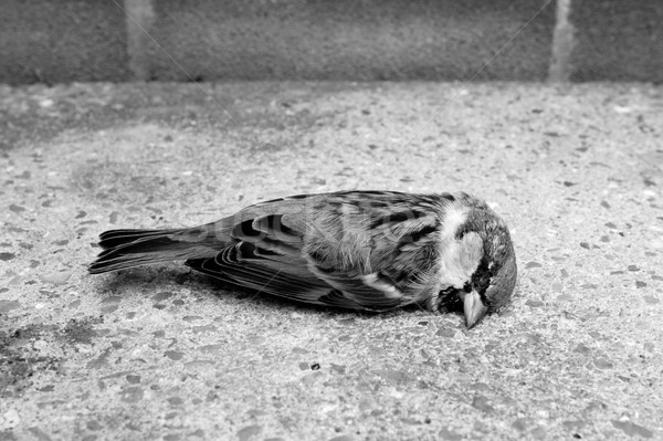 Dode boom mus muur monochroom natuur Stockfoto © sarahdoow