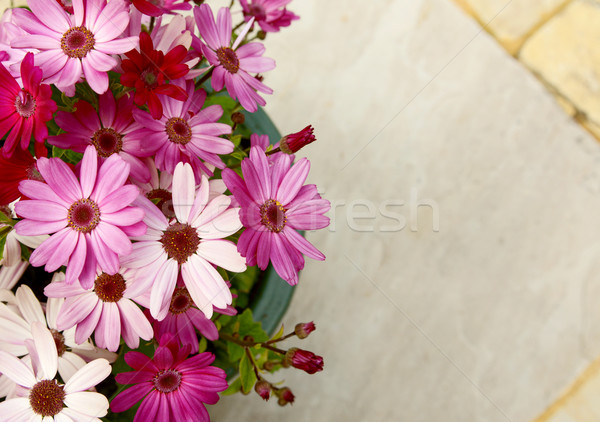 Flowerpot full of pink and magenta African daisies Stock photo © sarahdoow