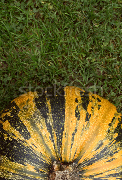 Striped green and yellow pumpkin on grass Stock photo © sarahdoow