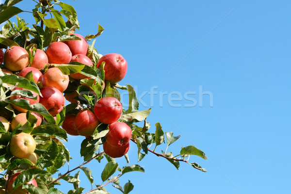 Foto d'archivio: Luminoso · rosso · mele · crescere · alto · albero